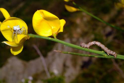 Thomisus onustus - Accoppiamento