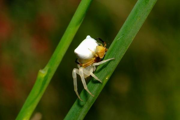 Thomisus onustus - Accoppiamento