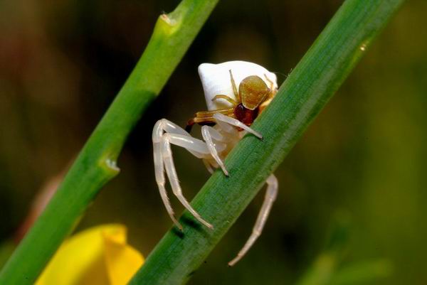 Thomisus onustus - Accoppiamento