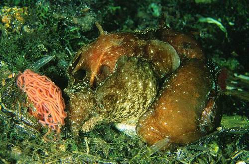 Dondice banyulensis, Bursatella leachi, Notarchus sp.