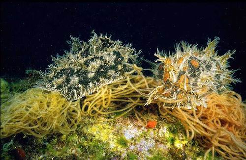 Dondice banyulensis, Bursatella leachi, Notarchus sp.