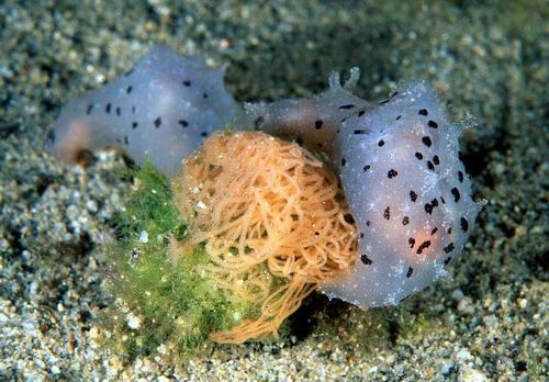 Dondice banyulensis, Bursatella leachi, Notarchus sp.