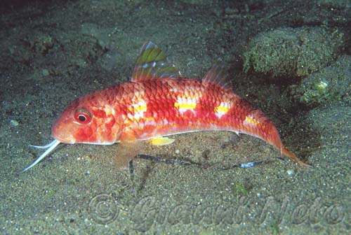 Bothus podas, Trachinus draco e Mullus surmuletus