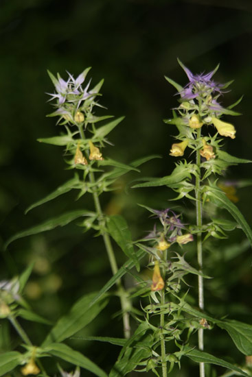 quale melampyrum ? Melampyrum cfr. italicum