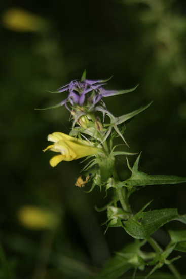 quale melampyrum ? Melampyrum cfr. italicum