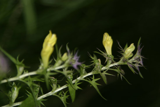 quale melampyrum ? Melampyrum cfr. italicum