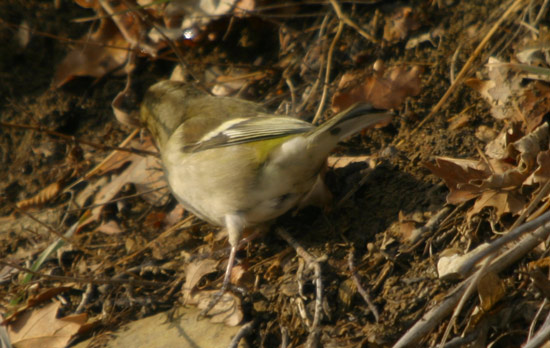 Fringuella fimmena (Fringilla coelebs)