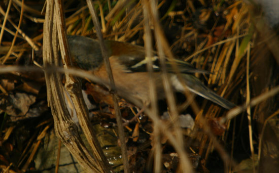 Fringuella fimmena (Fringilla coelebs)