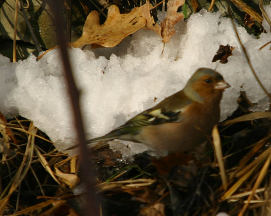 Fringuella fimmena (Fringilla coelebs)