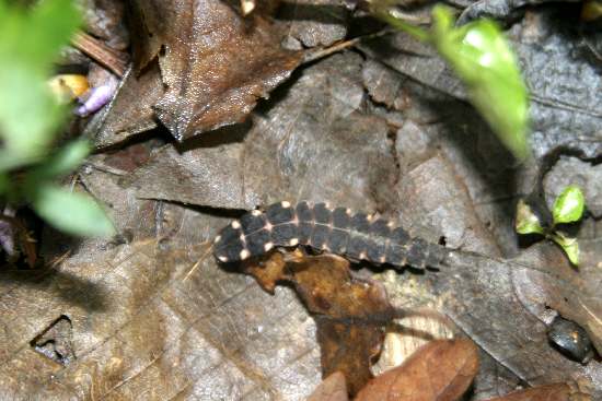 Larva di Lampyris