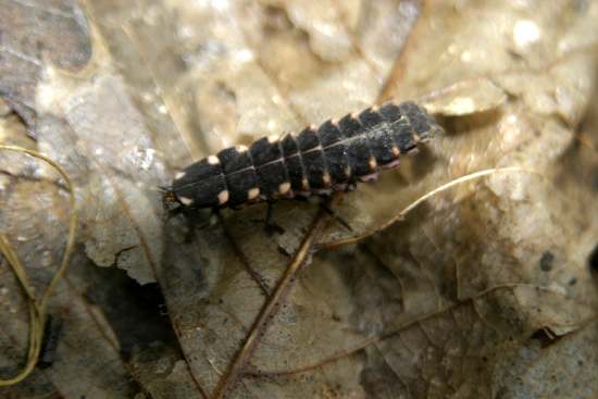 Larva di Lampyris