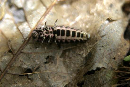 Larva di Lampyris