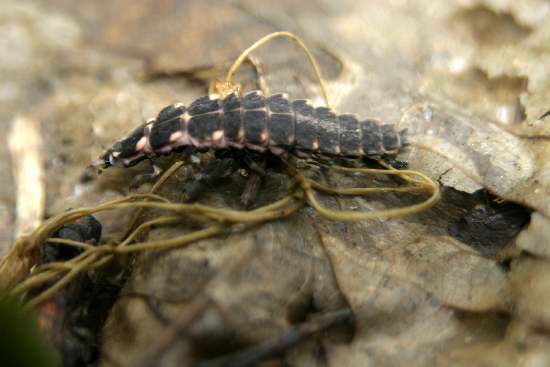 Larva di Lampyris