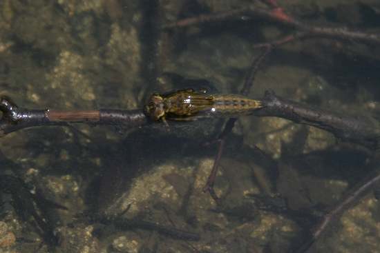 Aeshna cyanea