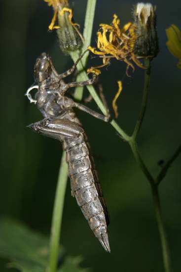 Aeshna cyanea