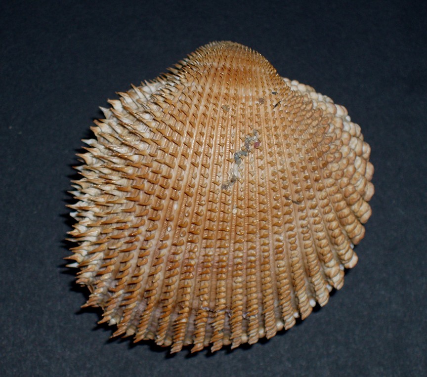 Acanthocardia spinosa