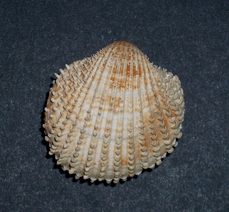 Acanthocardia deshayesii