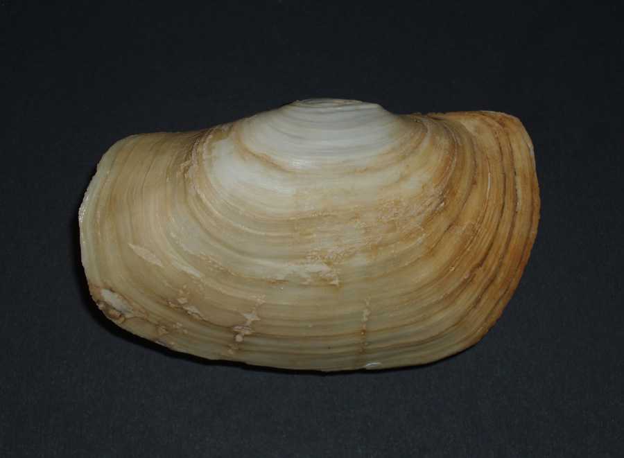 Panopea glycimeris