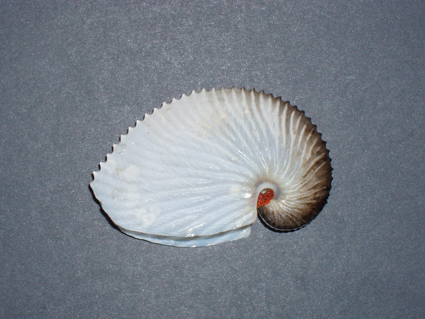 Argonauta argo