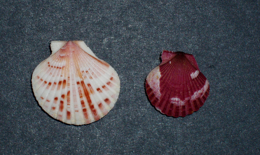 Famiglia Pectinidae