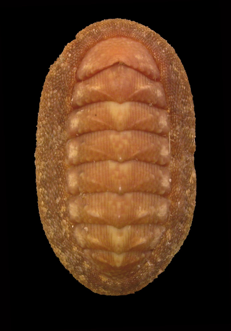 Chiton corallinus