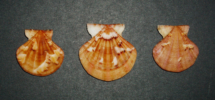 Famiglia Pectinidae