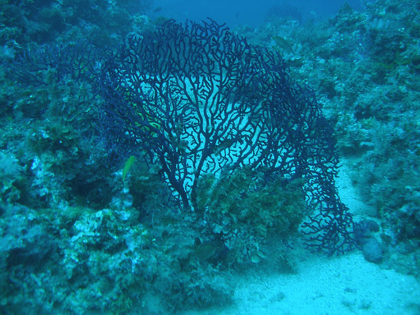 Paramuricea clavata (Risso, 1826)