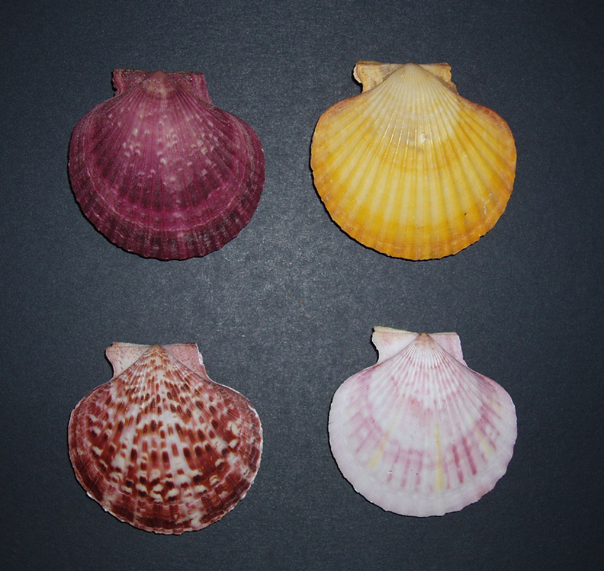 Famiglia Pectinidae