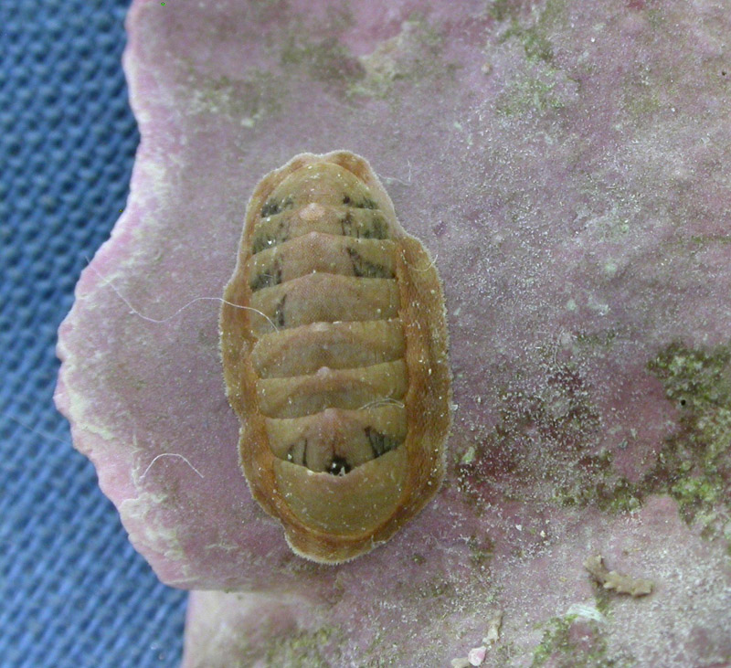 Chiton phaseolinus???