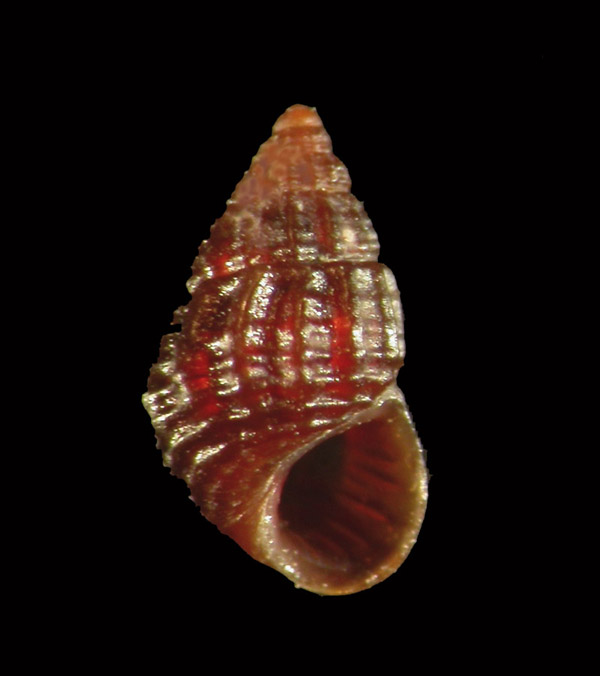 Alvania schwartziana