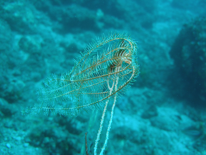 Antedon mediterranea (Lamarck, 1816)