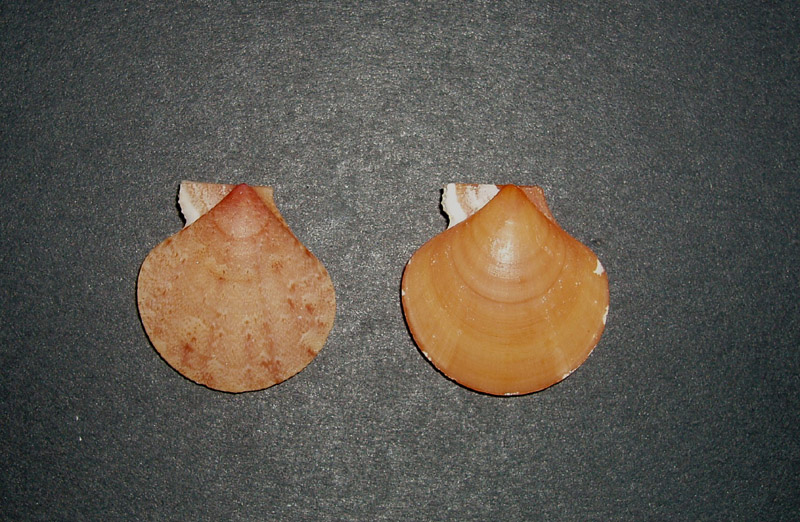 Famiglia Pectinidae