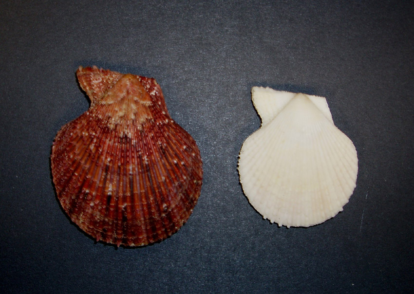 Famiglia Pectinidae