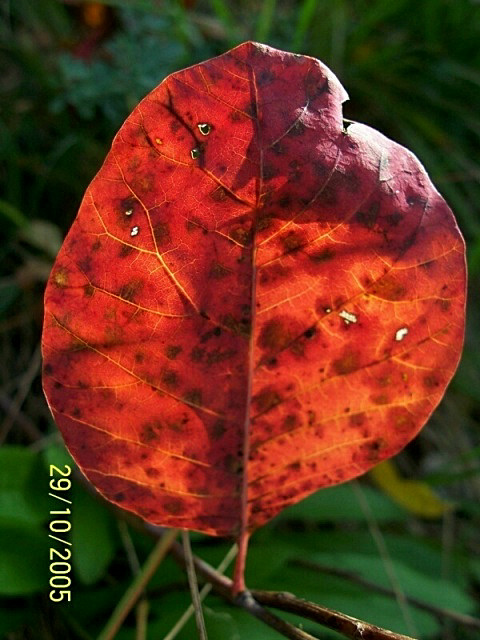 Rosso d''autunno