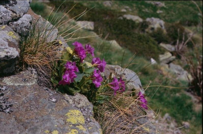 Primula daonensis / Primula della Val Daone