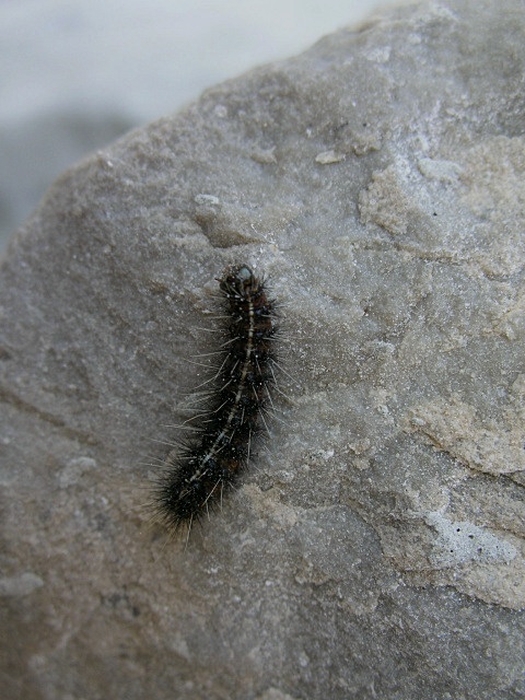 Spilosoma lubricipeda,  perch sono piccolo e nero ...