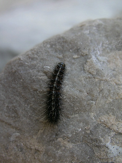 Spilosoma lubricipeda,  perch sono piccolo e nero ...