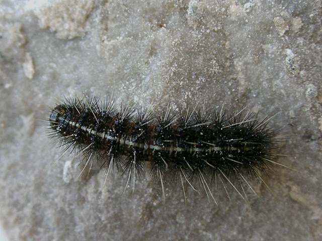 Spilosoma lubricipeda,  perch sono piccolo e nero ...