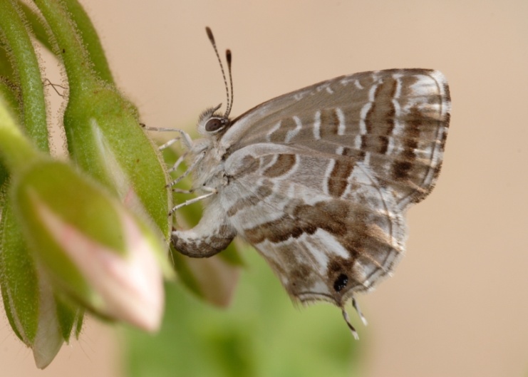 Cacyreus marshalli in trasferta e Aricia eumedon