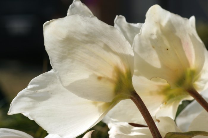 Helleborus niger / Rosa di Natale