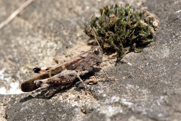 Cavallette: Phaneroptera nana e Aiolopus strepens