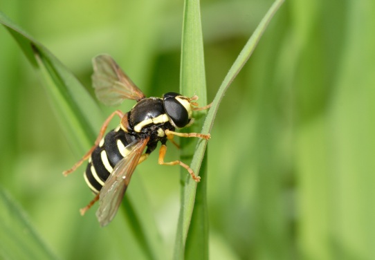 Syrphus ribesii,Sarcophaga carnaria,Xanthogramma pedissequum