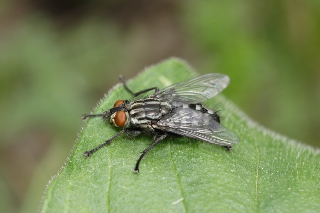 Syrphus ribesii,Sarcophaga carnaria,Xanthogramma pedissequum