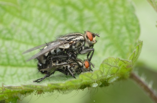 Syrphus ribesii,Sarcophaga carnaria,Xanthogramma pedissequum