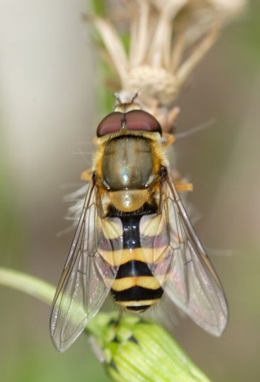 Syrphus ribesii,Sarcophaga carnaria,Xanthogramma pedissequum
