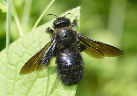 Apidae Xylocopinae: Xylocopa iris