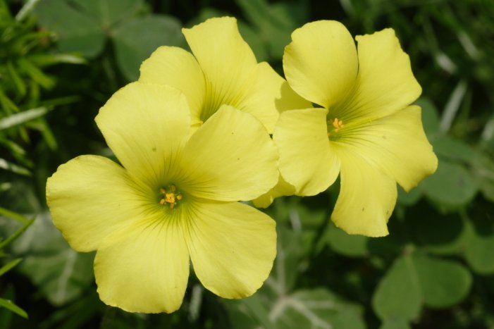 Oxalis pes-caprae / Acetosella gialla