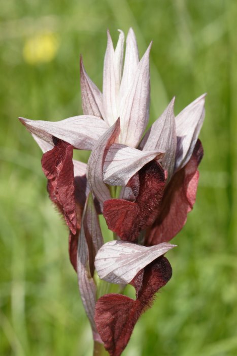 Serapias cordigera