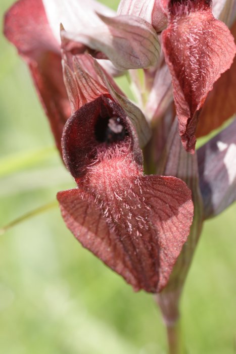 Serapias cordigera