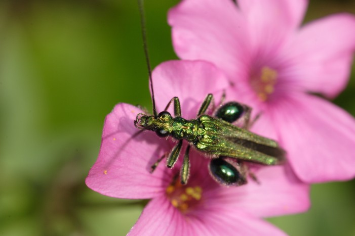 Oedemera nobilis